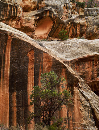 Striped Rocks and Trees, Capitol Gorge, Utah