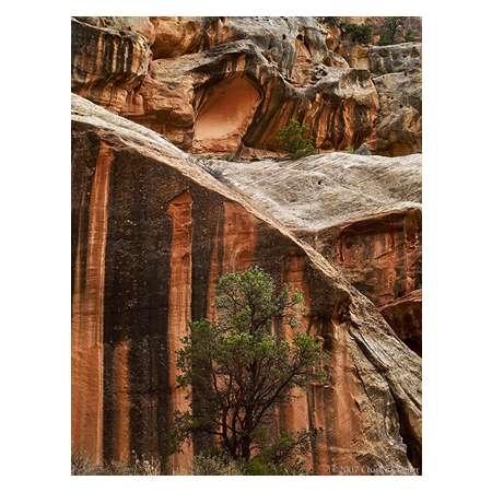 Striped Rocks and Trees, Capitol Gorge, Utah