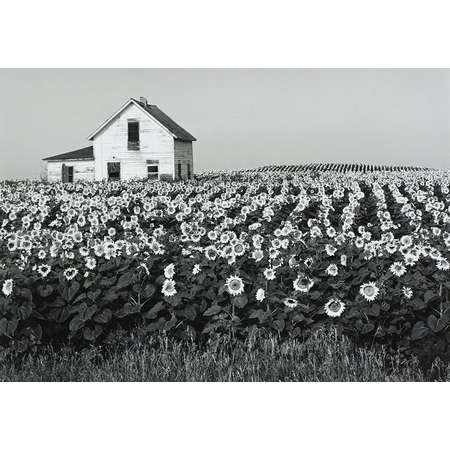 House in Sunflower Field