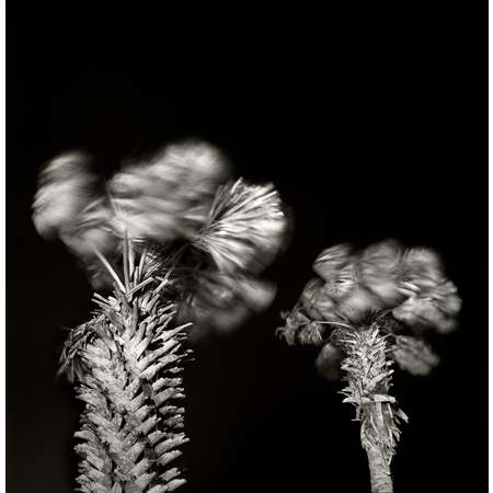 Palm Trees, South Padre Island, 2000