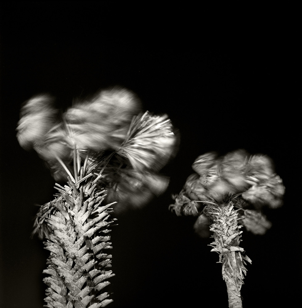 Palm Trees, South Padre Island, 2000