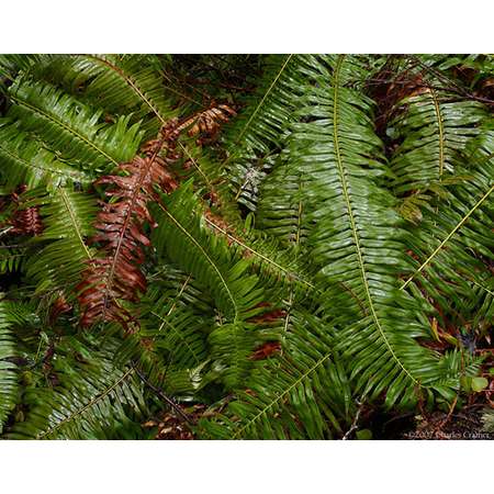 Swordferns, Johnson Grove, Northern California