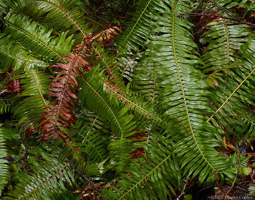 Swordferns, Johnson Grove, Northern California