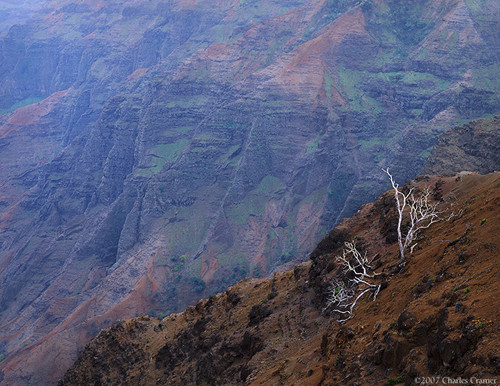 Tree Snags, Waimea Canyon, Kauai