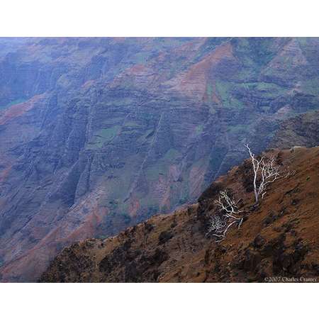 Tree Snags, Waimea Canyon, Kauai