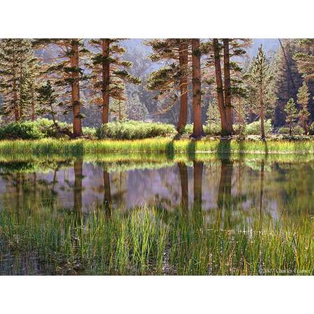 Trees and Pool, Arrowhead Lake, Kings Canyon