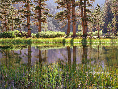 Trees and Pool, Arrowhead Lake, Kings Canyon