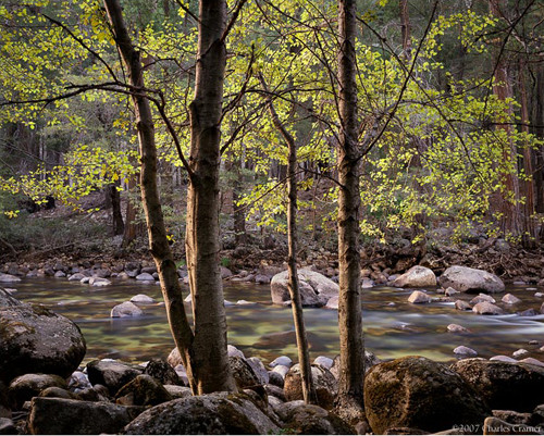 Trees and Rocks, Merced River, Yosemite