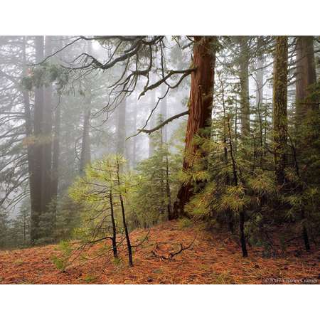 Trees in Fog, Wawona Road