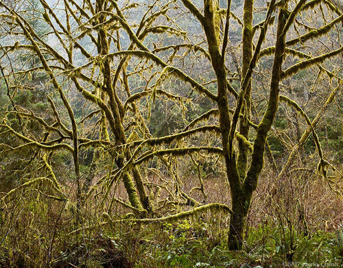 Trees in Rain, Northern California