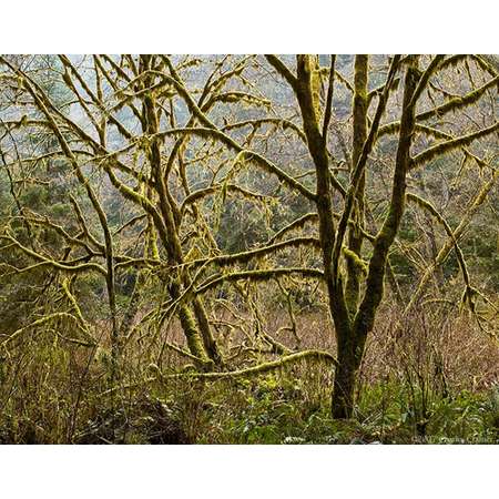 Trees in Rain, Northern California