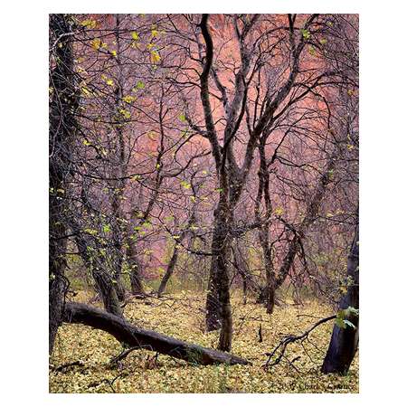 Trees, Kolob Canyon, Zion