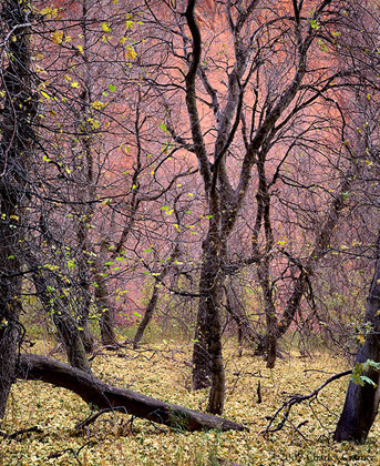 Trees, Kolob Canyon, Zion