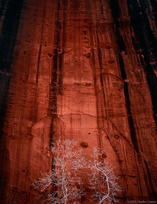 Trees, Rock Wall, Kolob Canyon, Zion