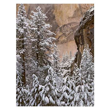 Trees with Snow, El Capitan, Yosemite