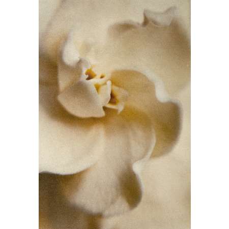 Gardenia