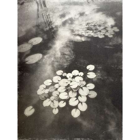 Lily Pads II