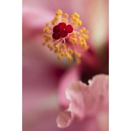 Pink Hibiscus