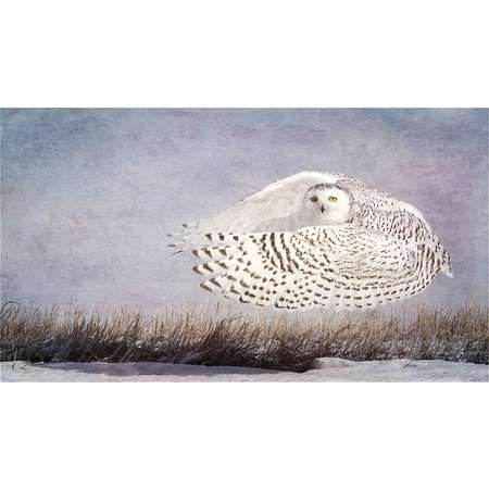 Snowy Owl Hover