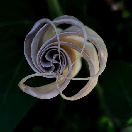 Datura Tangled