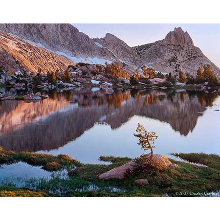 Young Pine, Upper Young Lake, Yosemite