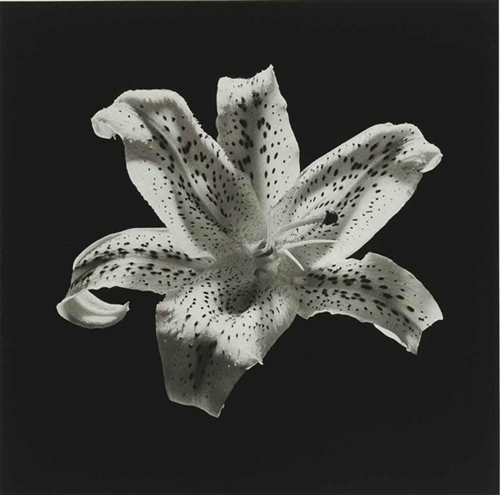 Robert Mapplethorpe, Tiger Lily, 1984