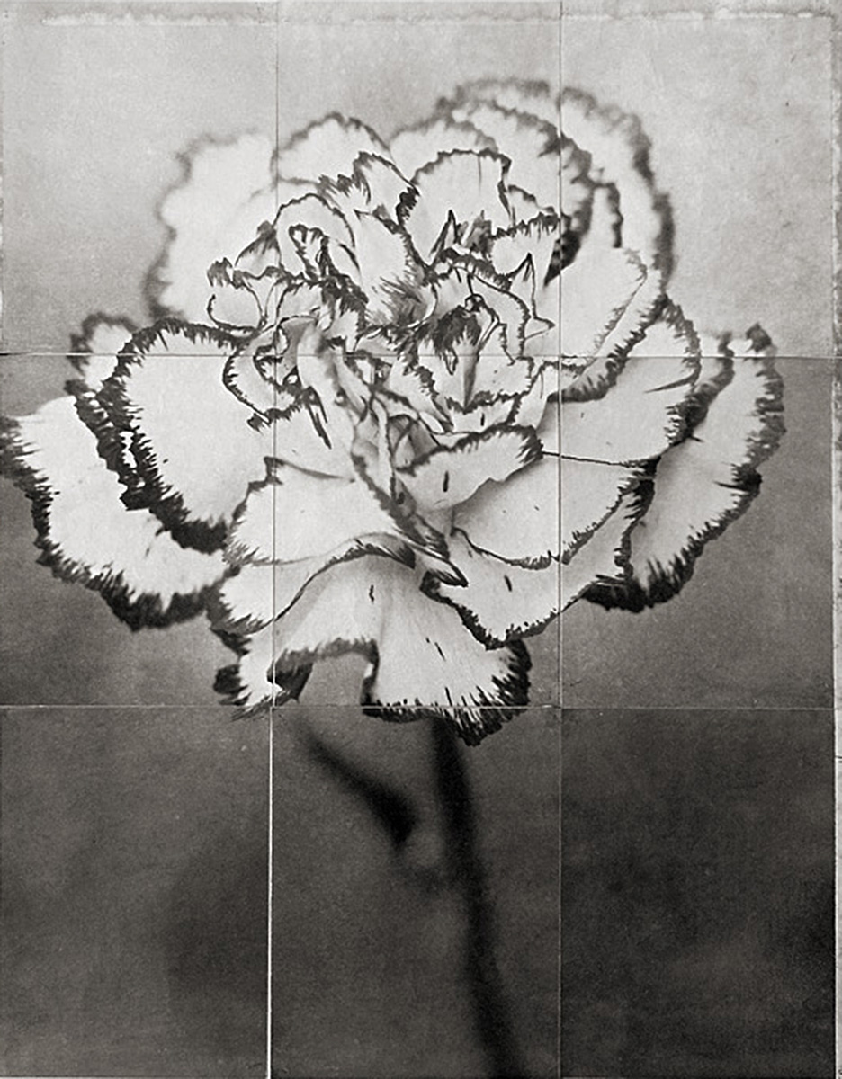 Charles Grogg, Dianthus