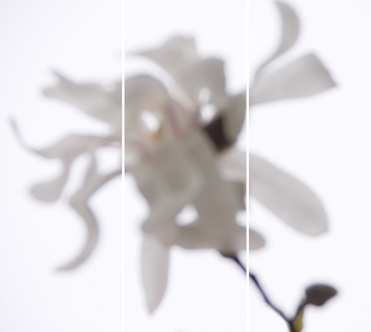 Star Magnolia No.5