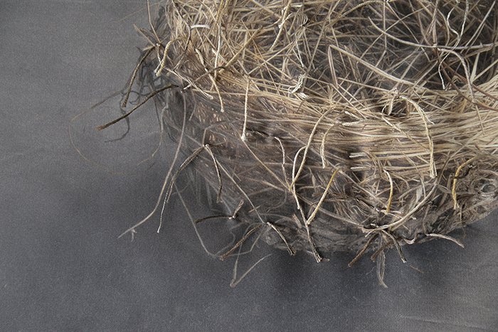 Detail of Nest 9, Kate Breakey