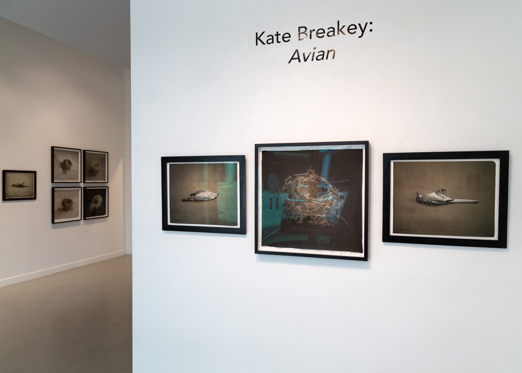 Kate Breakey, Avian, Catherine Couturier Gallery, Houston, Texas, Installation photograph by Erica Lee