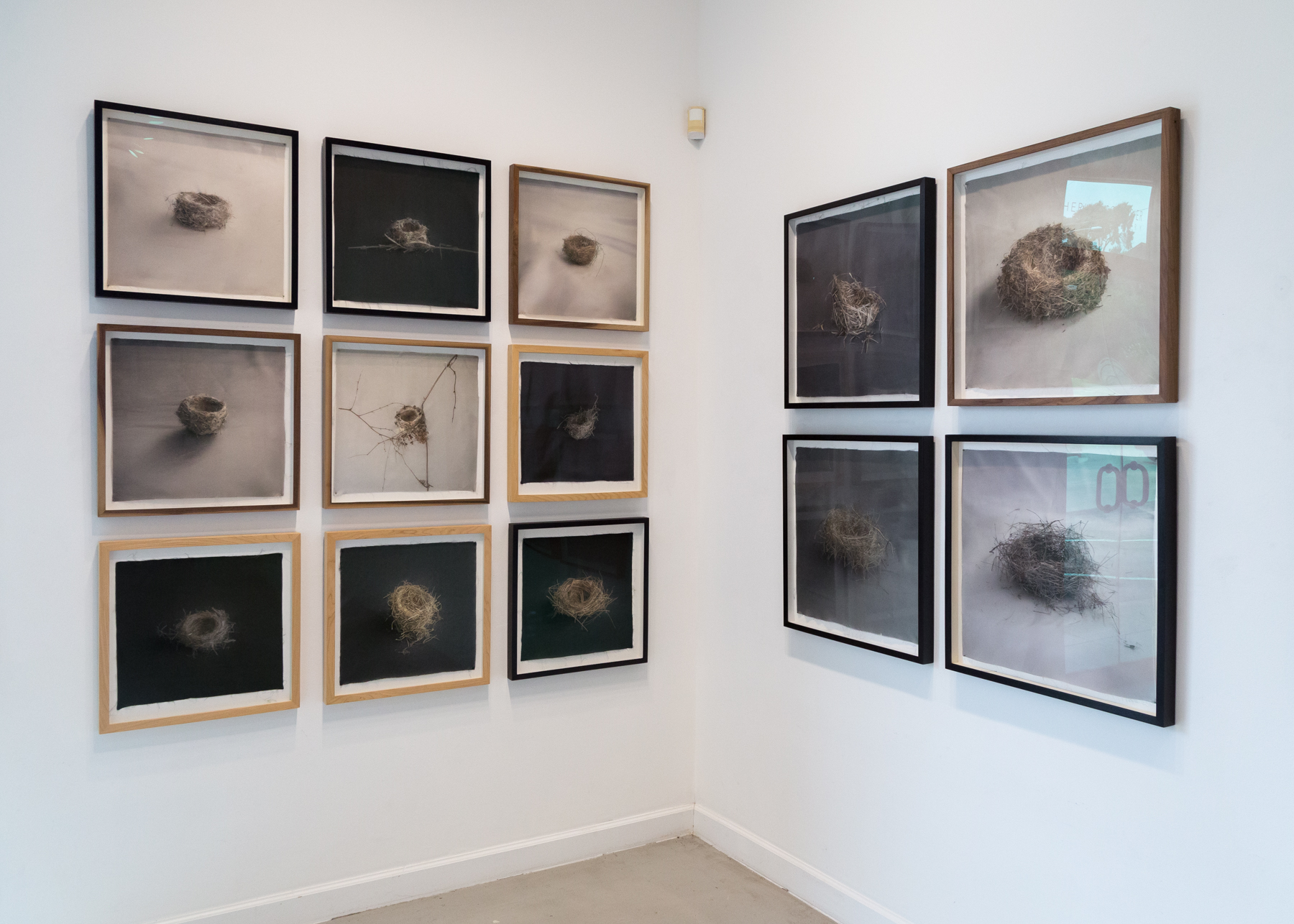 Kate Breakey, Avian, Catherine Couturier Gallery, Houston, Texas, Installation photograph by Erica Lee