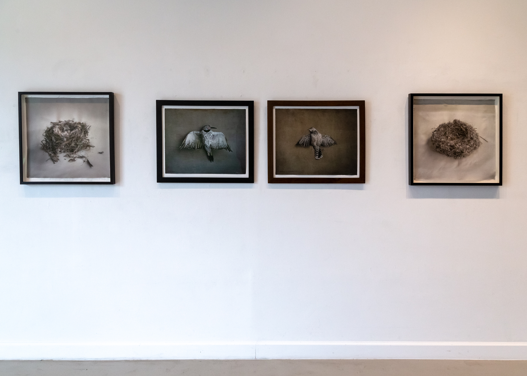 Kate Breakey, Avian, Catherine Couturier Gallery, Houston, Texas, Installation photograph by Erica Lee