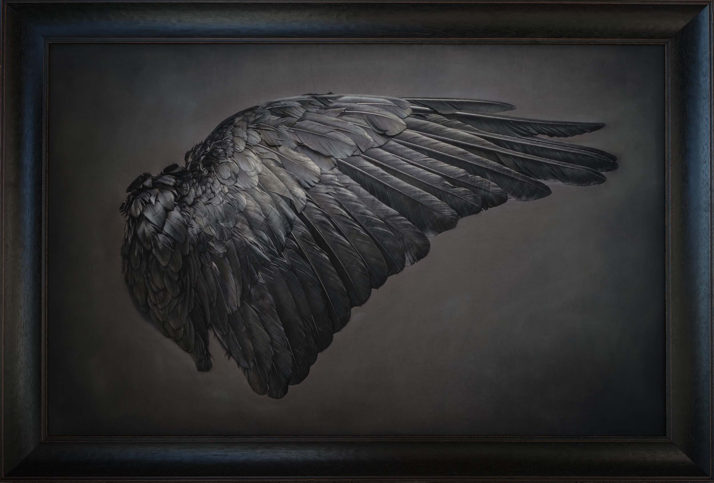 Raven Wing