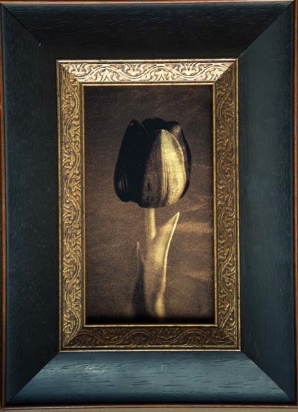 Kate Breakey, Black Tulip II