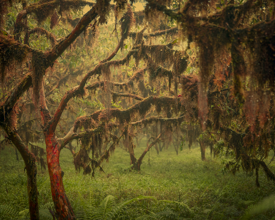 Keith Carter Highlands