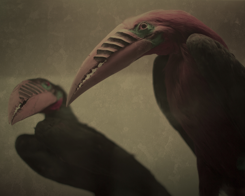 Keith Carter Toucans