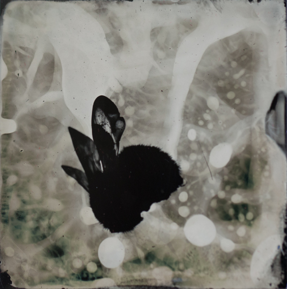 S. Gayle Stevens Bees Tintype