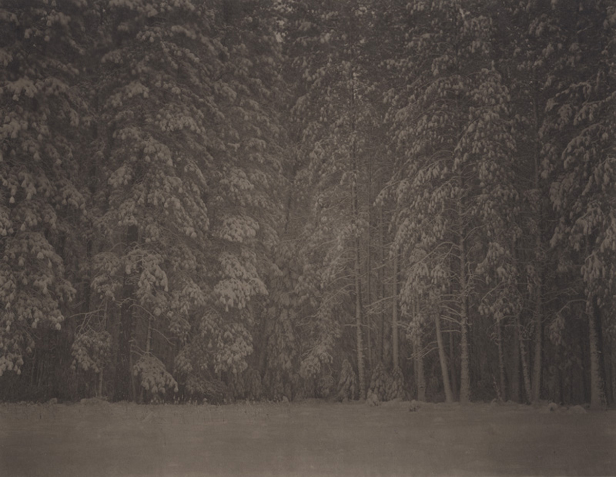 Takeshi Shikama Silent Respiration of Forests - Yosemite #10