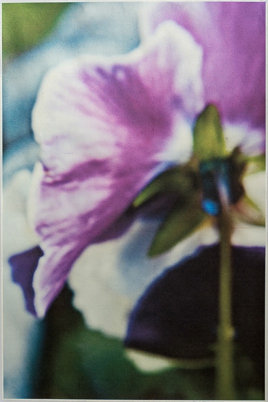 Wendi Schneider, Pansy, 2011, Catherine Couturier Gallery