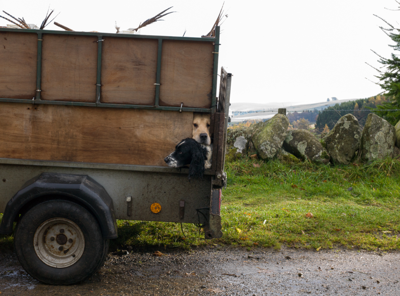 Shelley Calton Two Dogs in Trailer